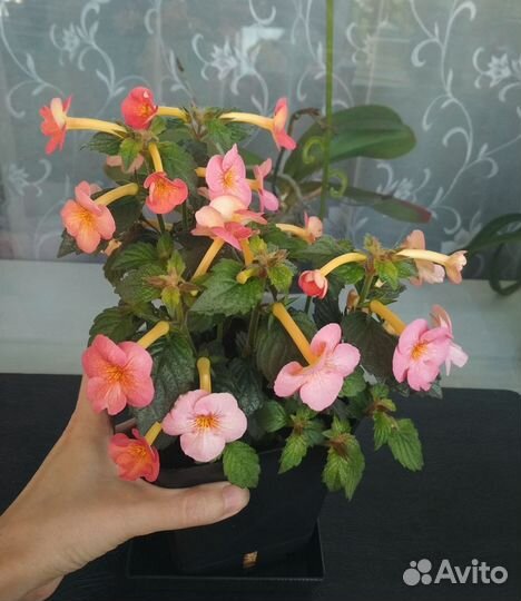 Цветущий комнатный ахименес