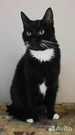 Кошка Муся