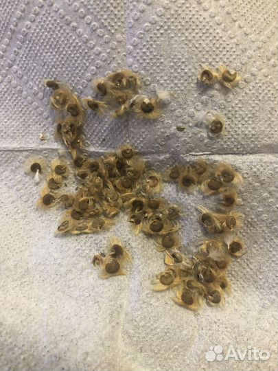 Гибискус уличный махровый семена