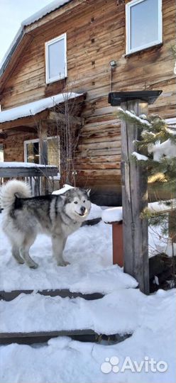 Маламут Аляскинский