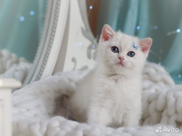 Британские котята