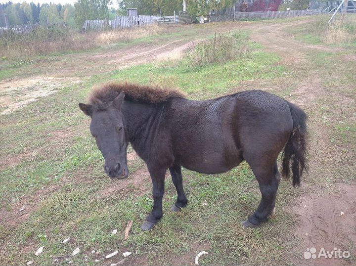 Пони. Продажа. Обмен
