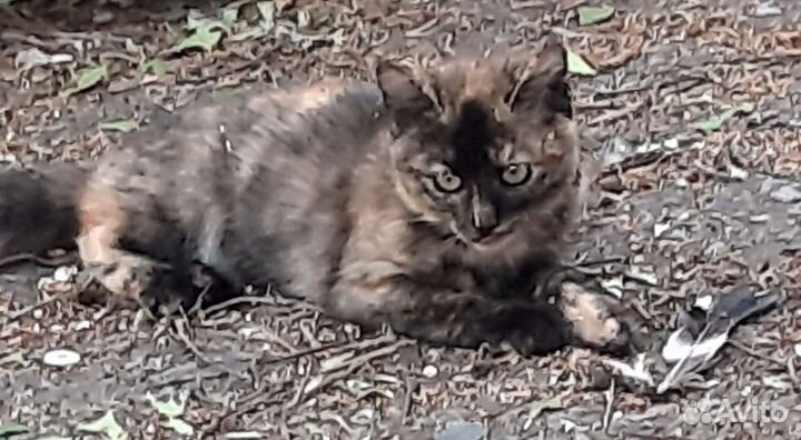 Девочка Маруся 2 месяца