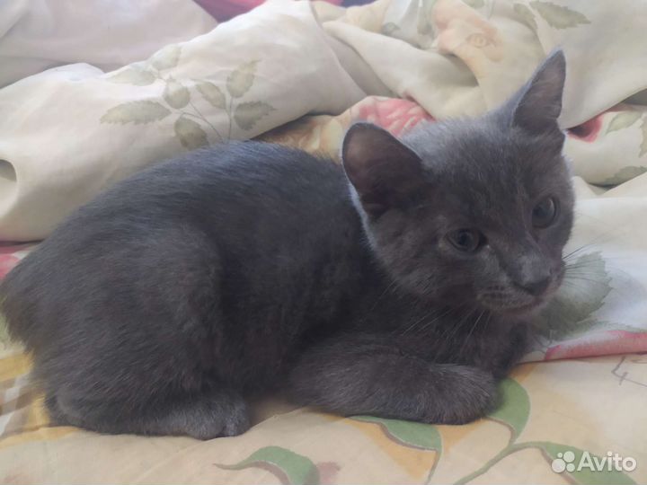 Котята бесплатно