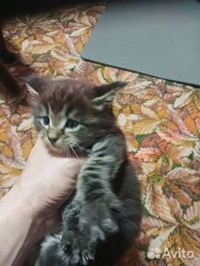 Продам мейн-кунят