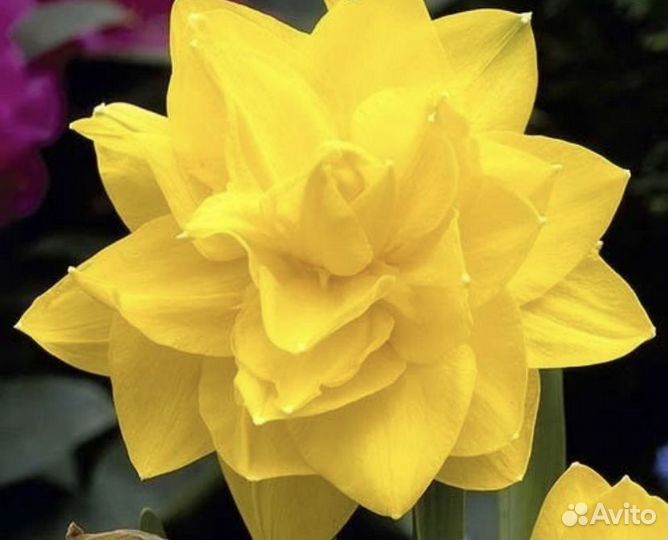 Нарциссы сортовые