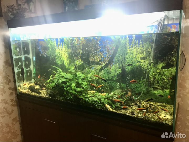 Аквариум