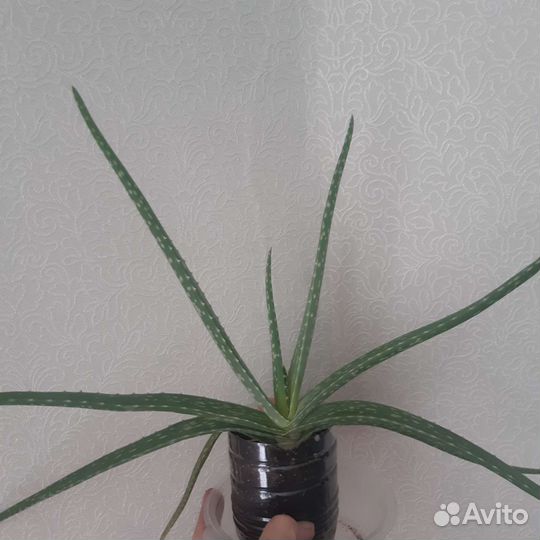 Алоэ лечебный