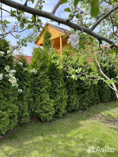 Туя колоновидная