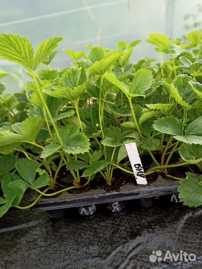 Рассада клубники