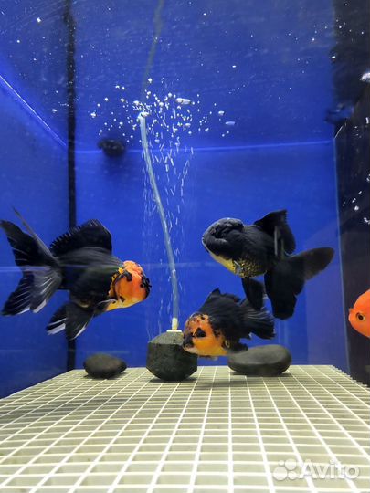 Аквариумные рыбки