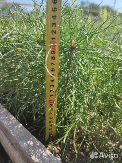 Сеянцы ели зкс