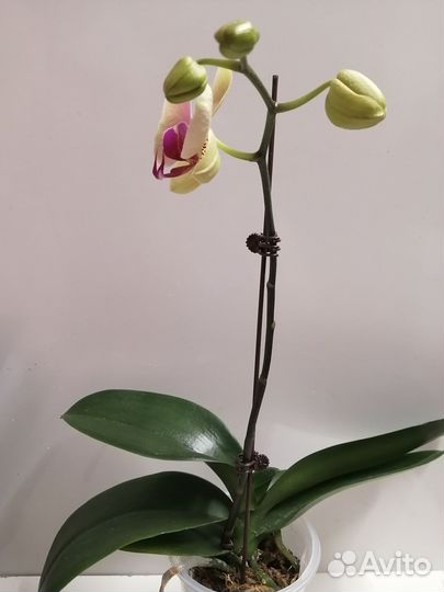 Орхидея фаленопсис