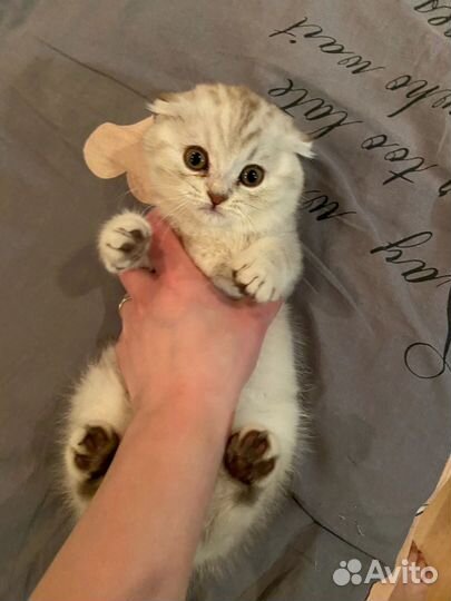 Вязка с родословной