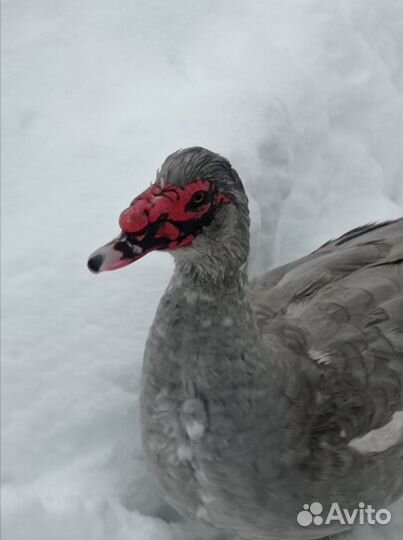 Инкубационные яйцо индоуток