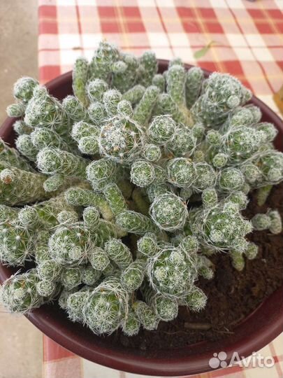 Кактус маммилярия