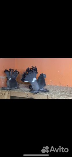Статные голуби