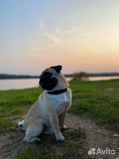 Мопс ищет девочку