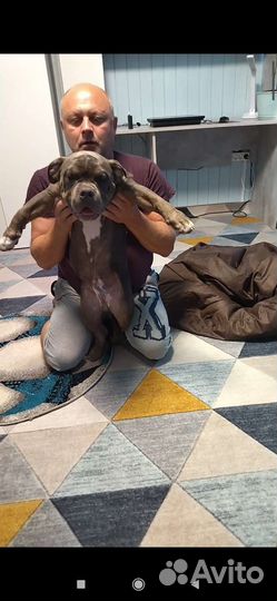 Американский булли покет щенки