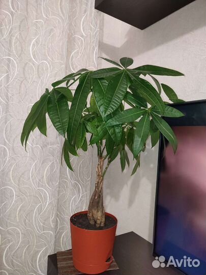 Пахира акватика