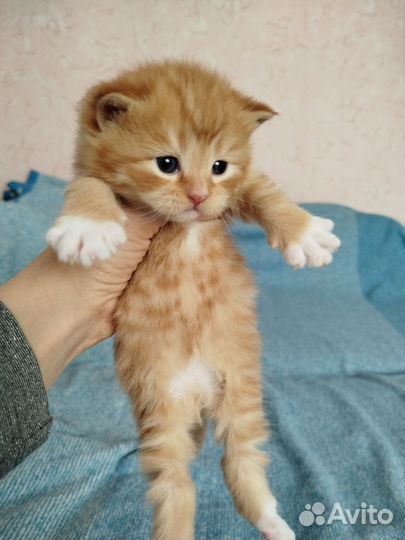 Шотландская кошка