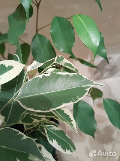 Фикус бенджамина 600,толстянка 400,шефлера 900