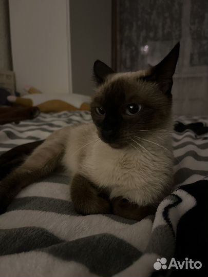 Найдена кошка