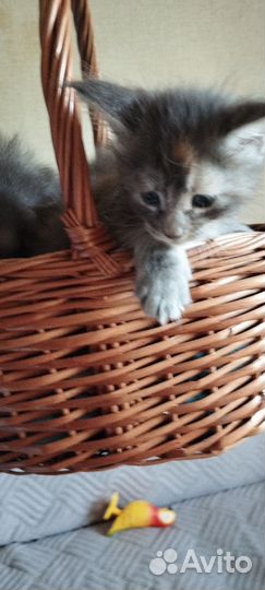 Котята мейн-кун
