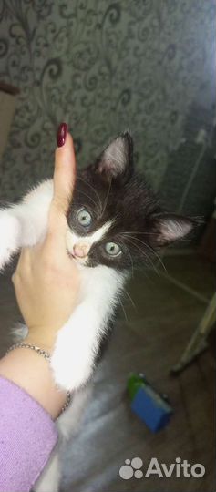 Кошка в дар