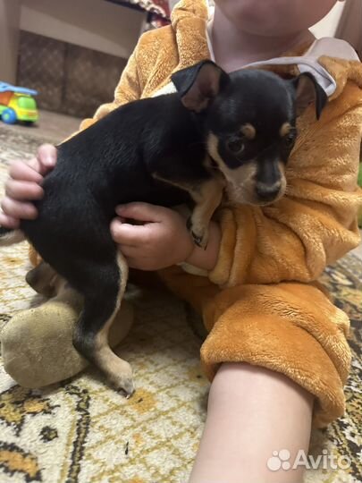 Щенки пинчера