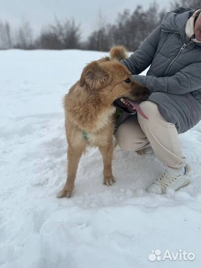 Вот такое милое облачко живет в приюте и ждет