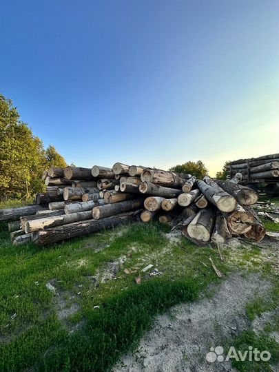 Лес кругляк осина