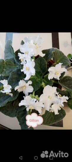 Фиалки (наборы деток)