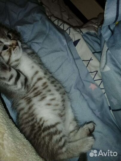 Британские котята