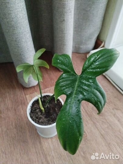 Филодендрон