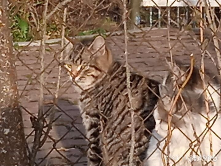 Кошечки Белевские