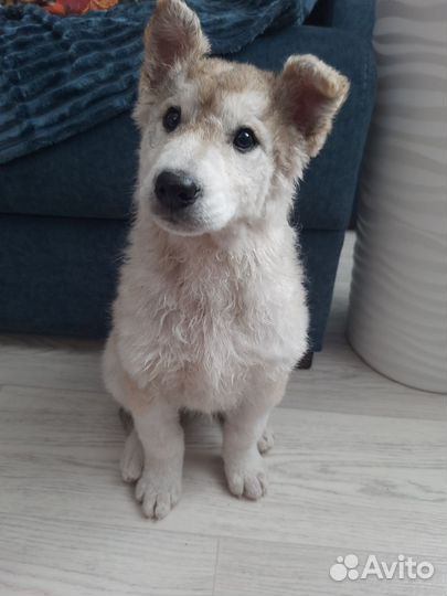 Щенок в добрые руки бесплатно