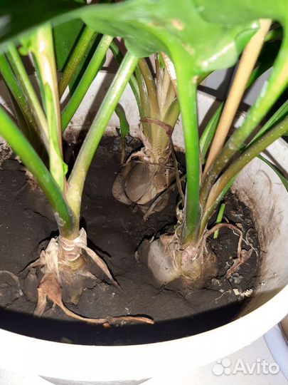 Дримиопсис пятнистый