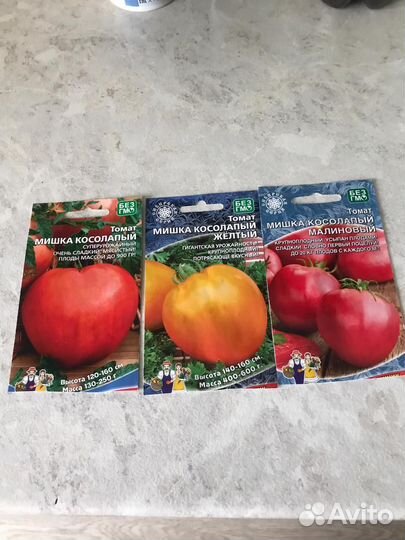 Рассада томатов