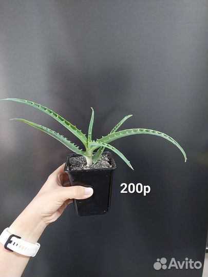 Каланхоэ дегремона, алоэ, толстянки. Отдам/продам