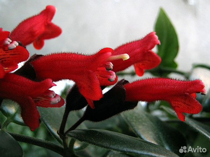 Эсхинантус, Хамедорея