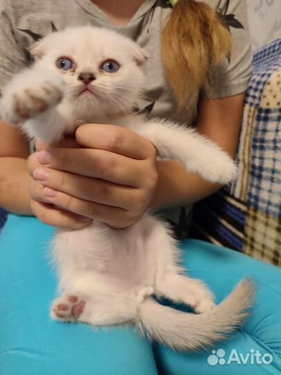 Шотландские вислоухие котята