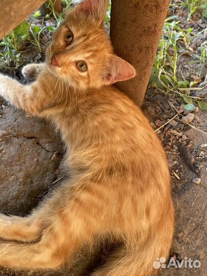 Котята 3 месяца в хорошие руки