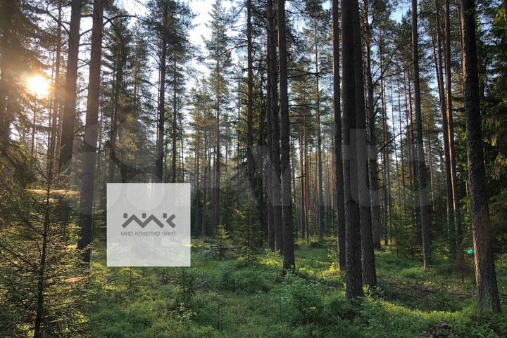 Участок 63,4 сот. (СНТ, ДНП)