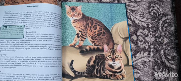 Энциклопедия кошки
