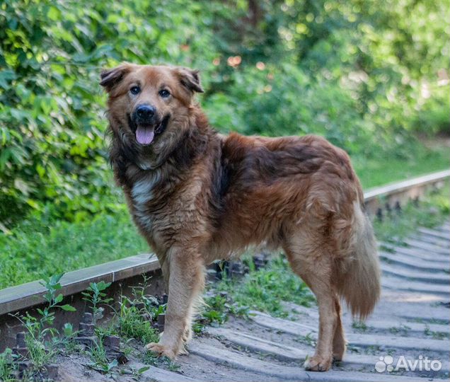 Пес с душой человека)