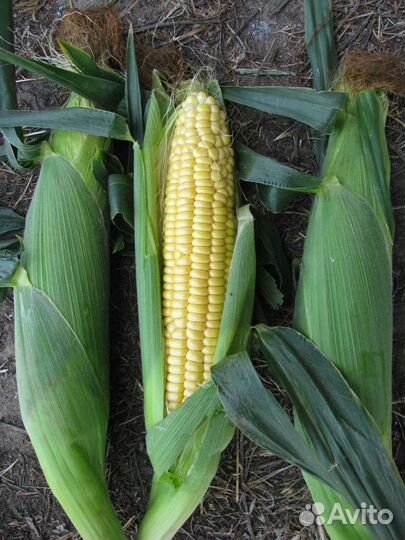 Кукуруза сладкая