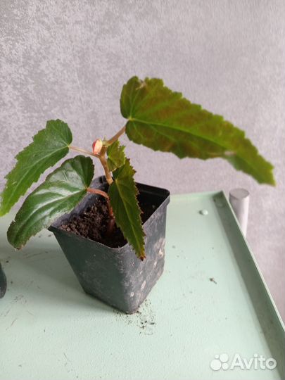 Бегония ампельная