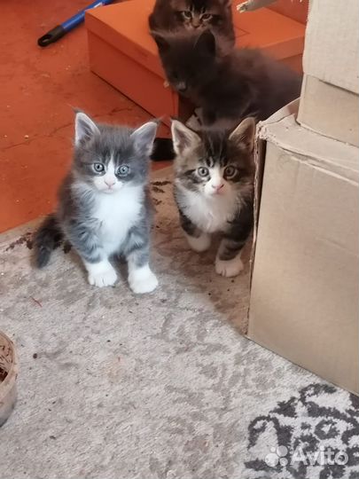 Котята мейн-кун