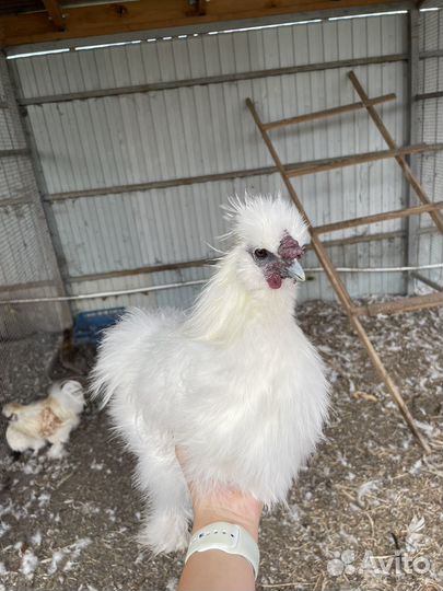 Продам инкубационное Яйцо и петуха шелкового